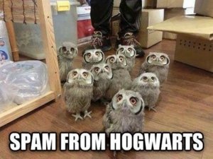 funny-owls-spam-Hogwarts-cute1.jpg